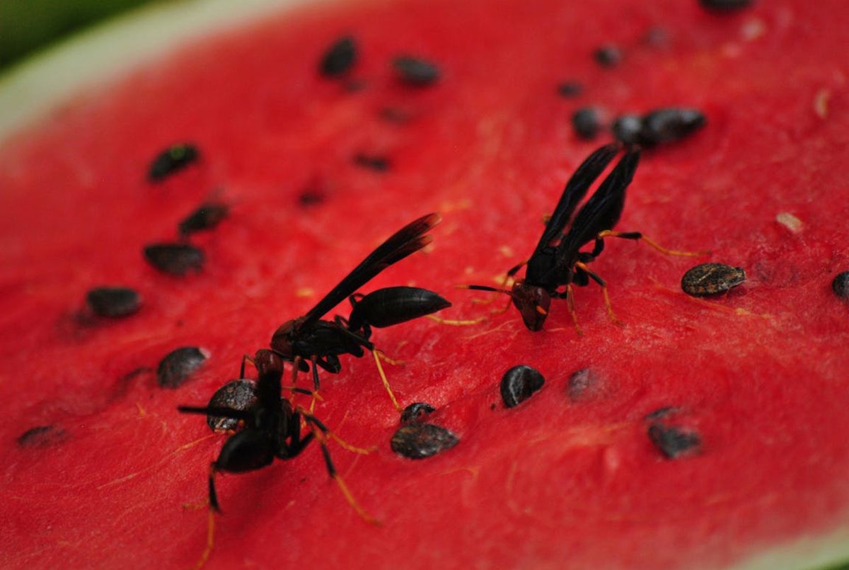 Эрекционные кольца